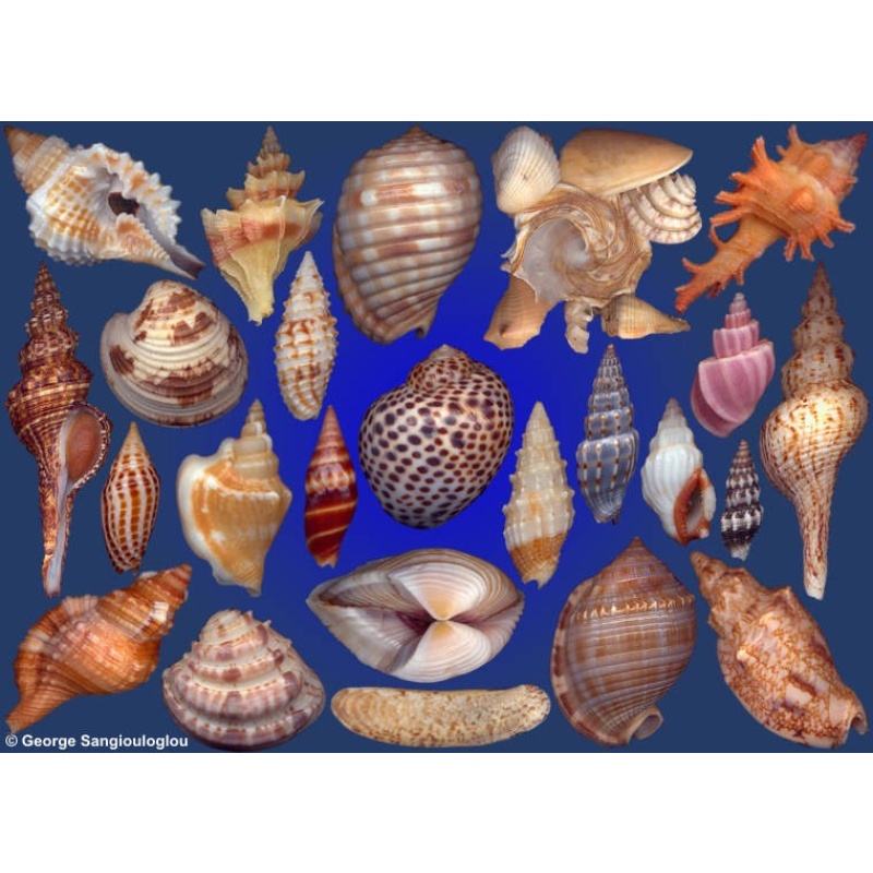 Seashells composition from auction February 2016