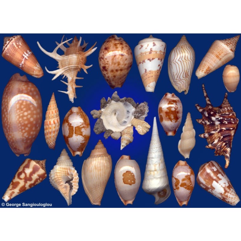 Seashells composition from auction February 2017