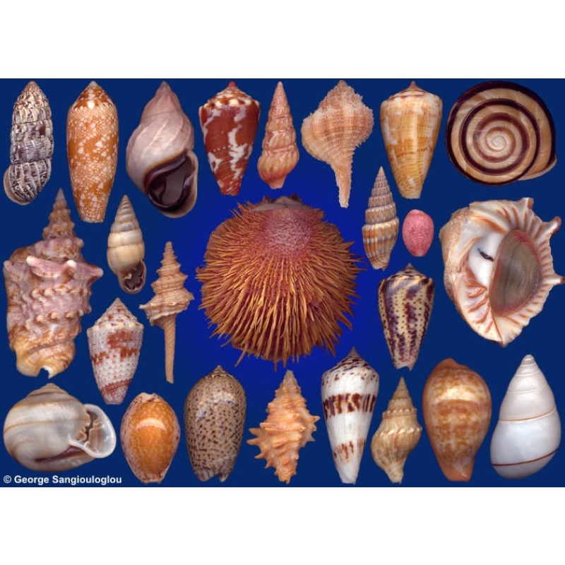 Seashells composition from auction March 2017