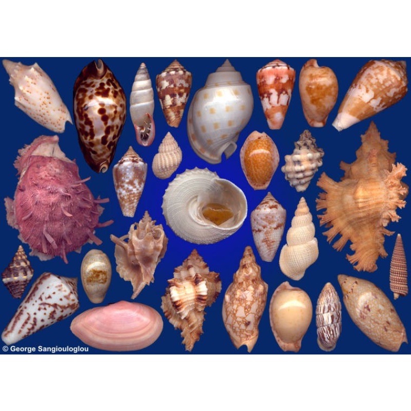 Seashells composition from auction April 2017