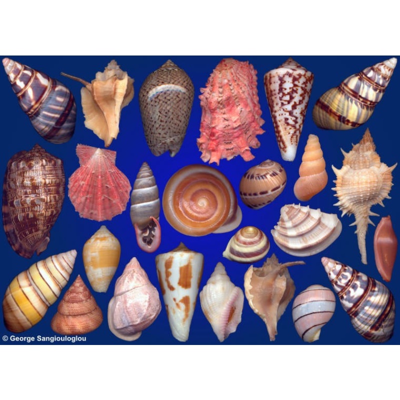 Seashells composition from auction August 2017