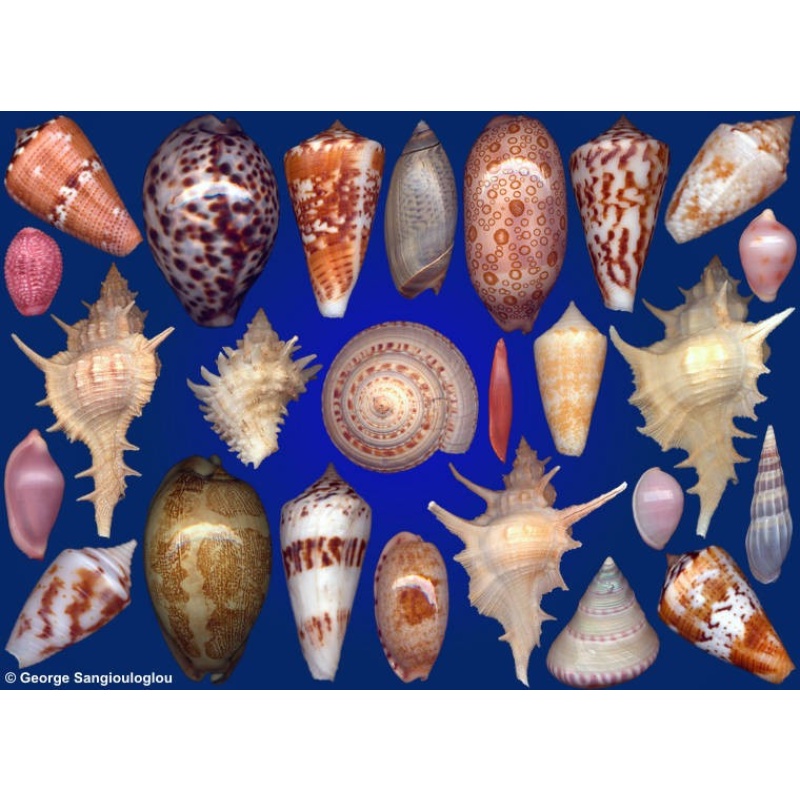 Seashells composition from auction October 2017