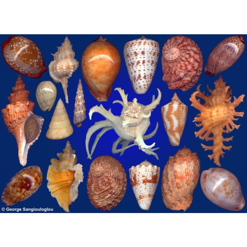 Seashells composition from auction November 2017