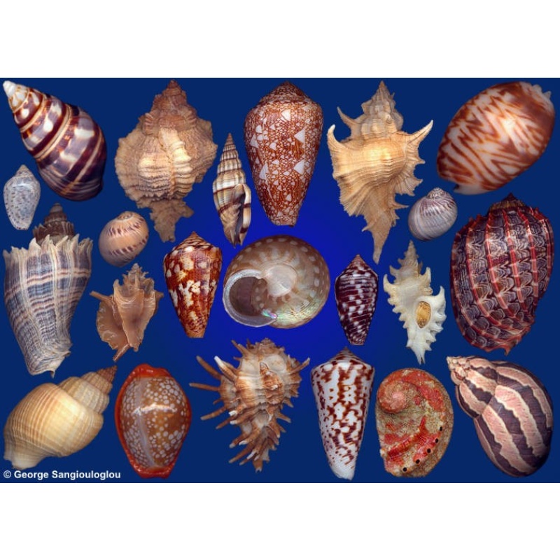 Seashells composition from auction January 2018