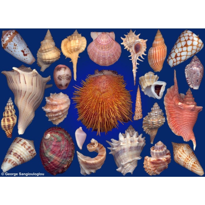 Seashells composition from auction March 2018