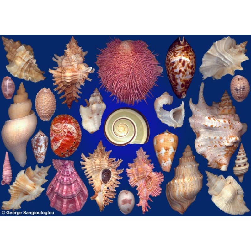 Seashells composition from auction April 2018