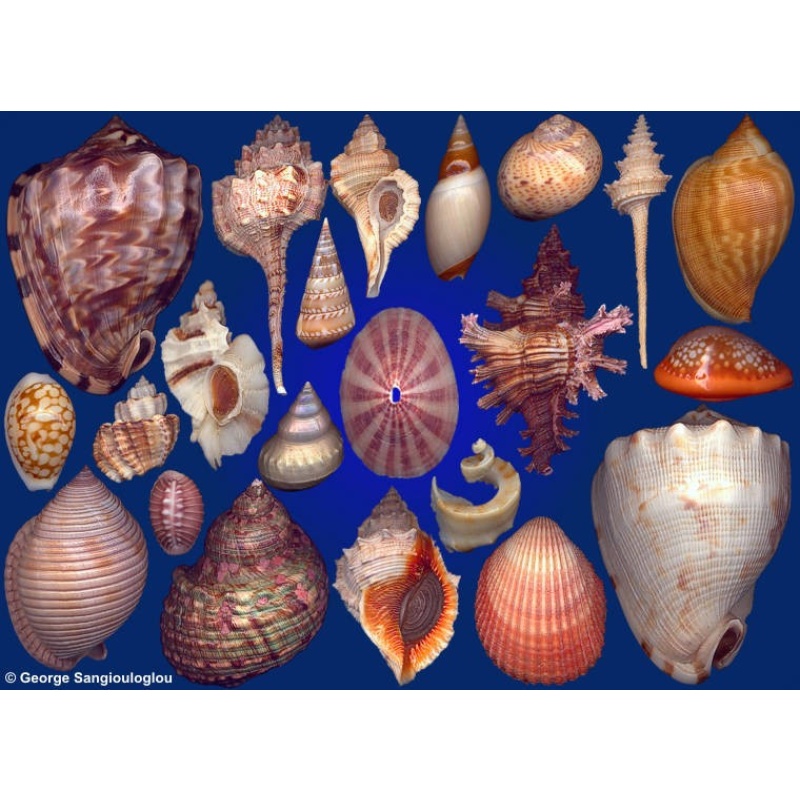 Seashells composition from auction May 2018