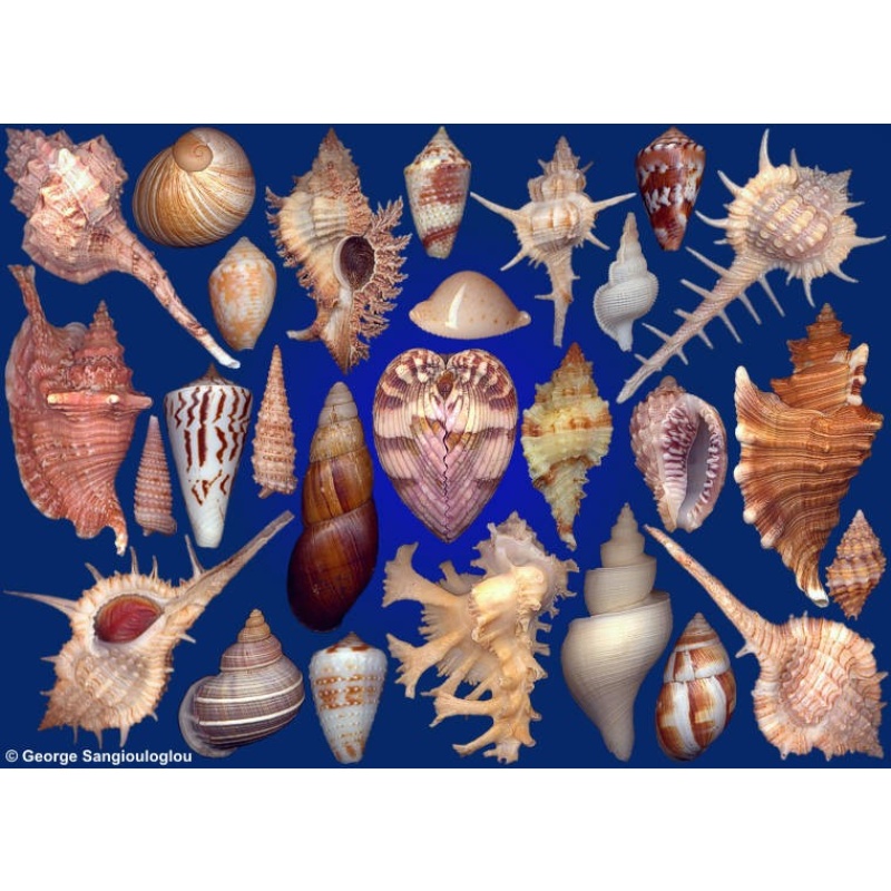 Seashells composition from auction June 2018