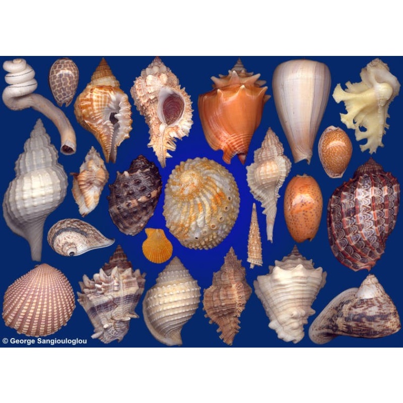 Seashells composition from auction July 2018