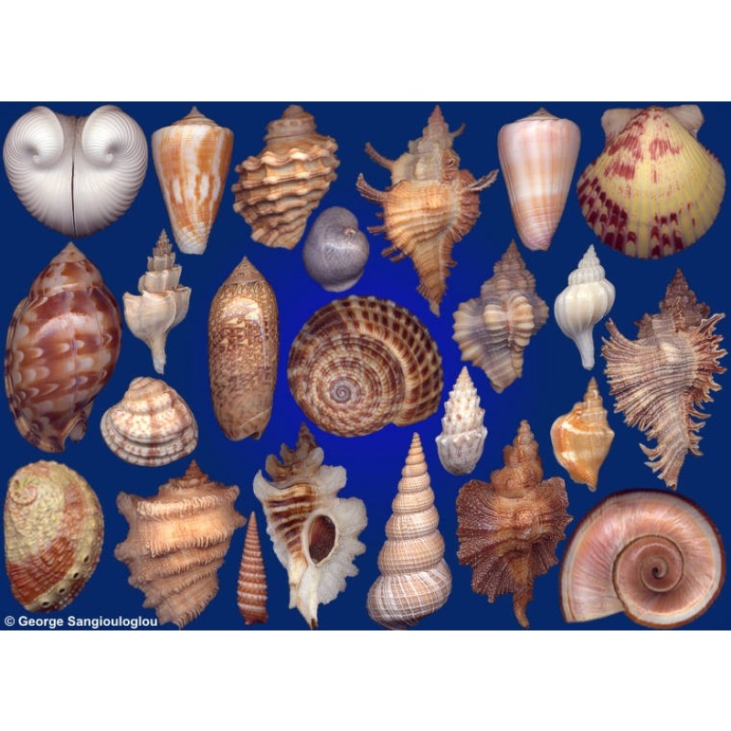 Seashells composition from auction August 2018