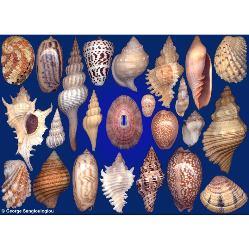 Seashells composition from auction September 2018
