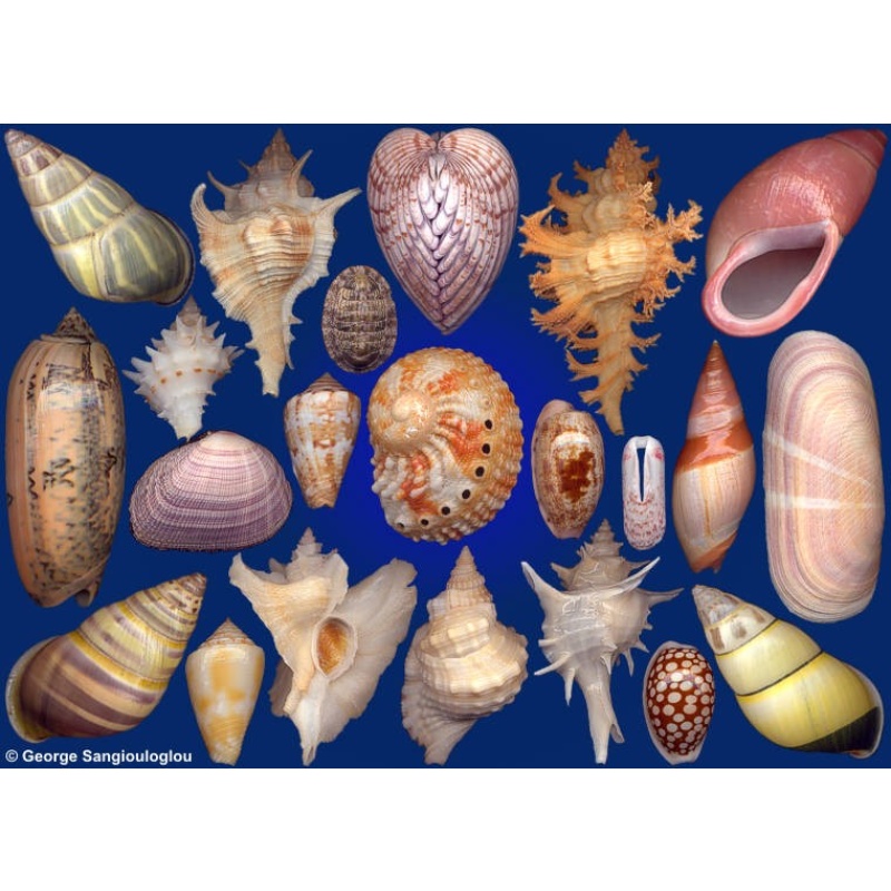 Seashells composition from auction January 2019