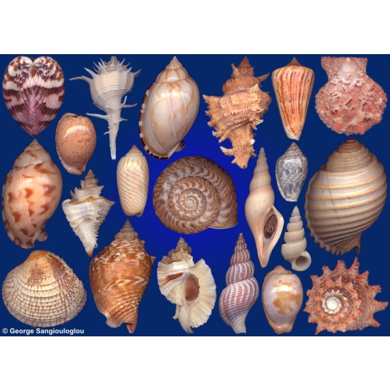 Seashells composition from auction March 2019
