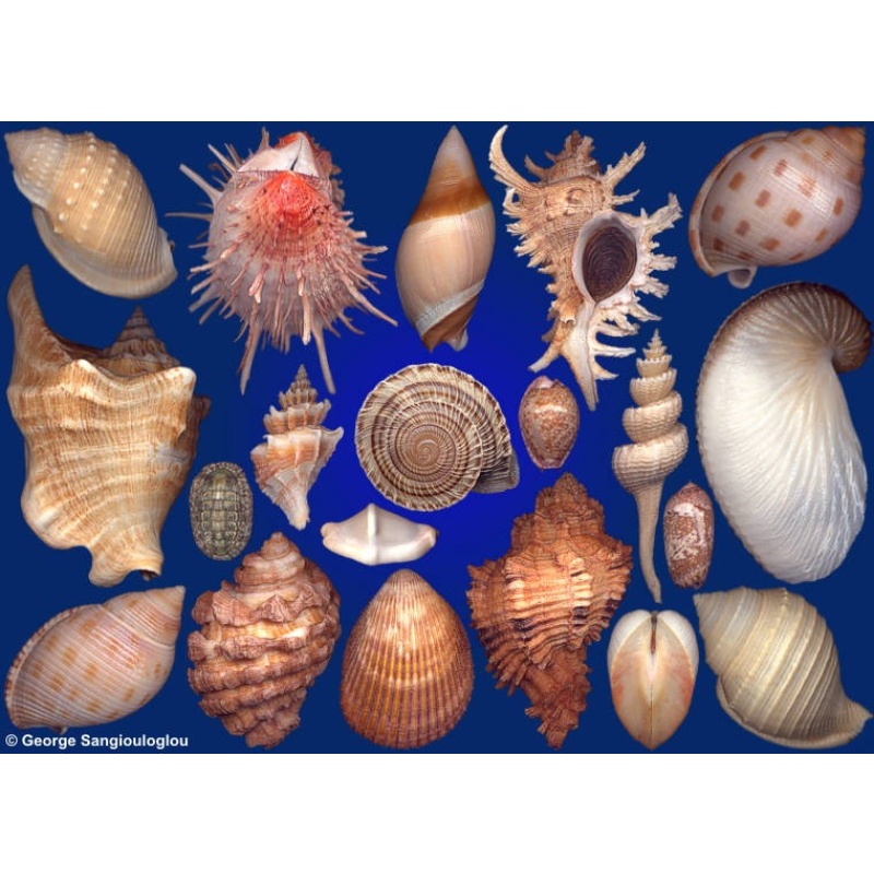 Seashells composition from auction April 2019