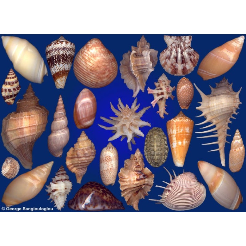 Seashells composition from auction May 2019