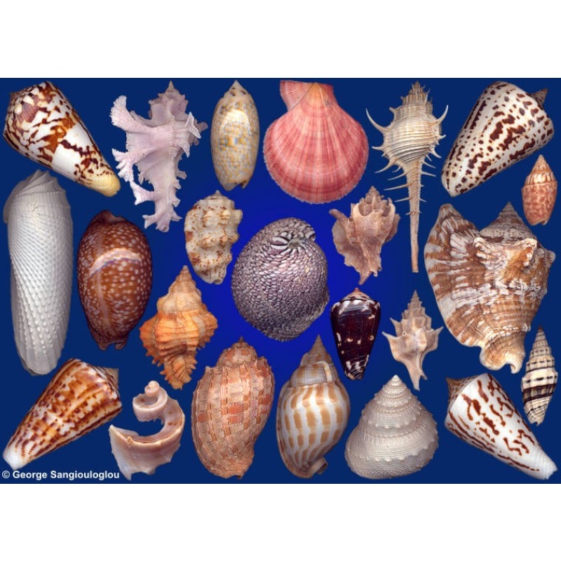 Seashells composition from auction June 2019