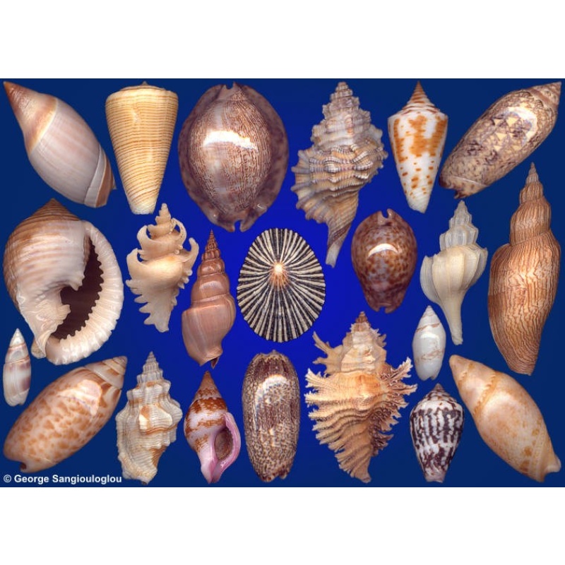 Seashells composition from auction July 2019
