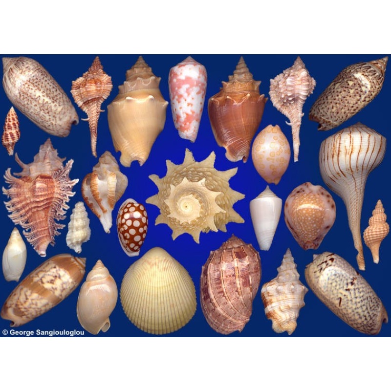 Seashells composition from auction September 2019