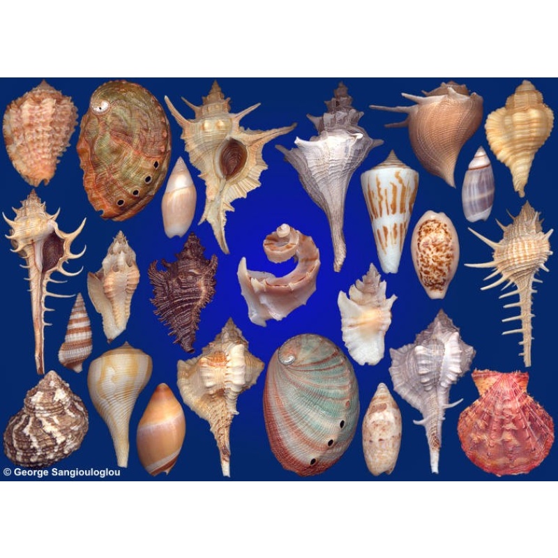 Seashells composition from auction October 2019