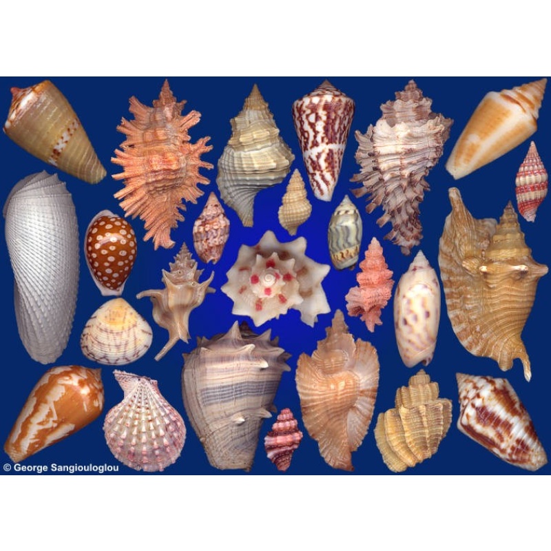 Seashells composition from auction November 2019