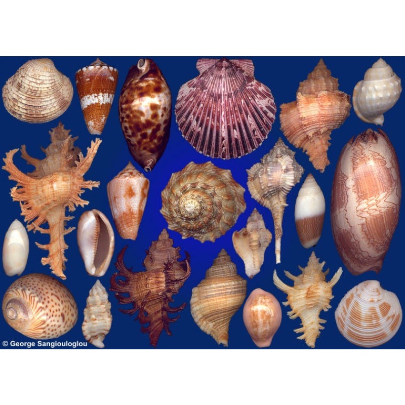 Seashells composition from auction December 2019