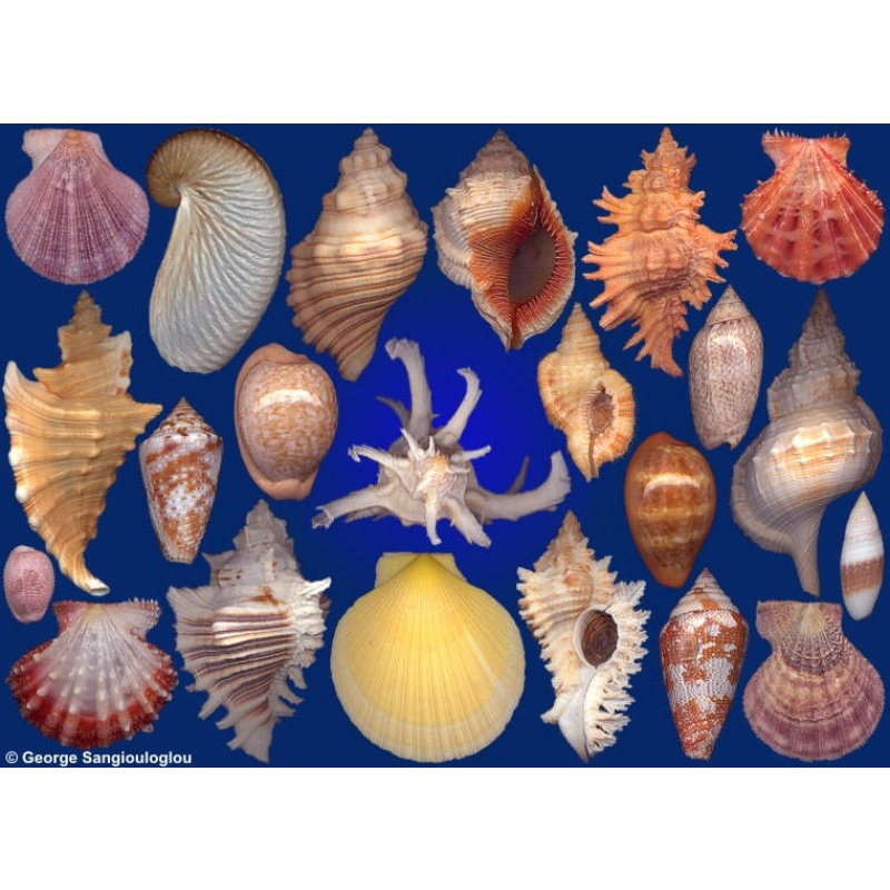Seashells composition from auction January 2020