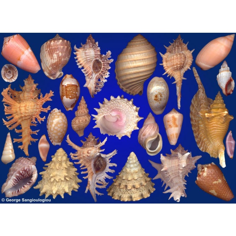 Seashells composition from auction March 2020