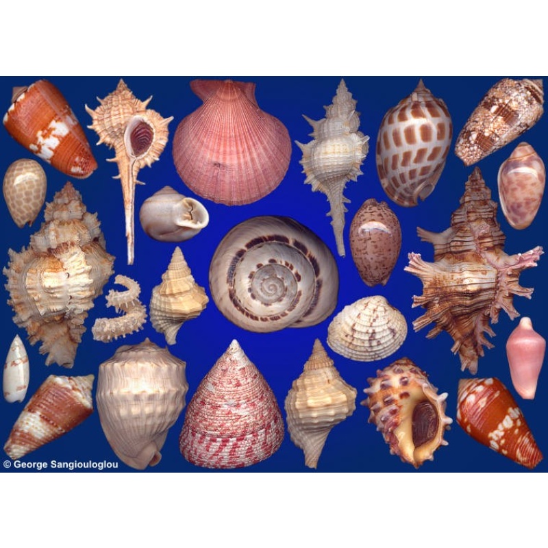 Seashells composition from auction April 2020