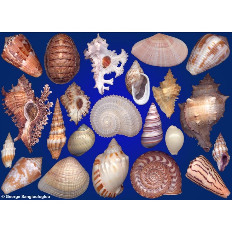 Seashells composition from auction May 2020