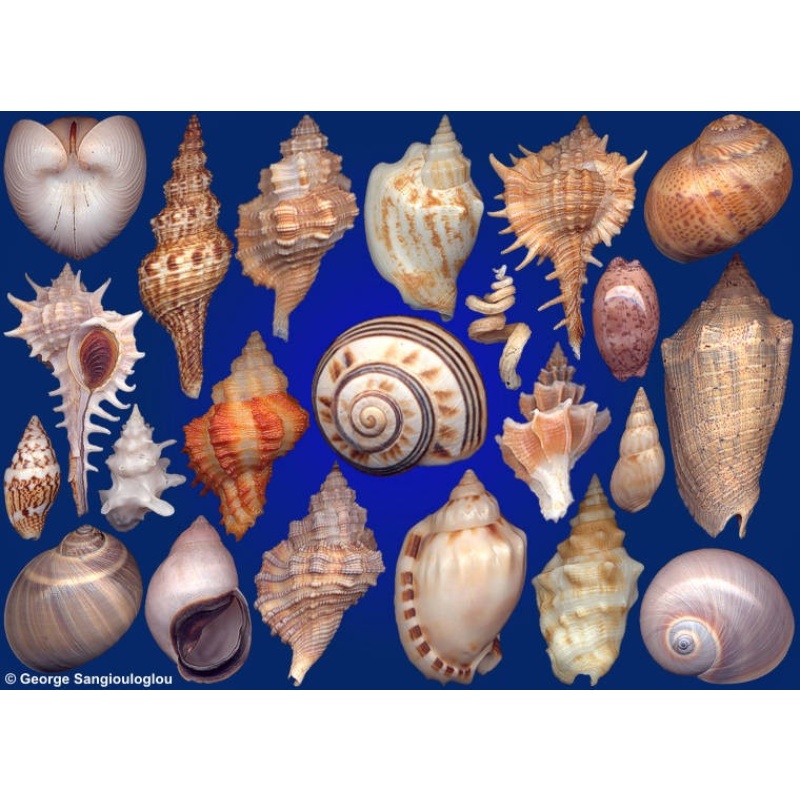 Seashells composition from auction June 2020