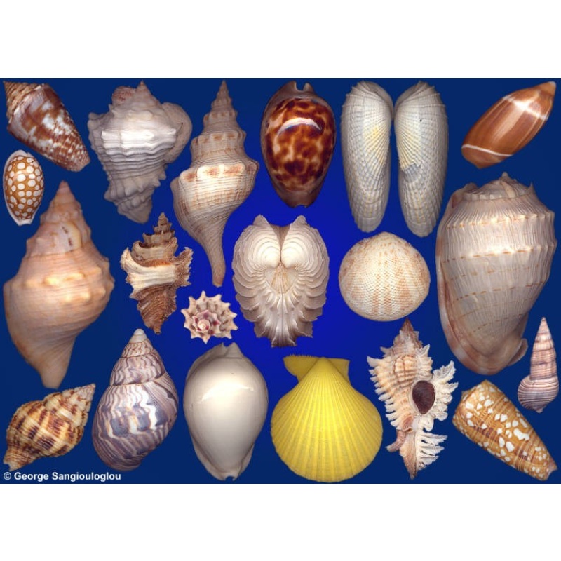 Seashells composition from auction July 2020