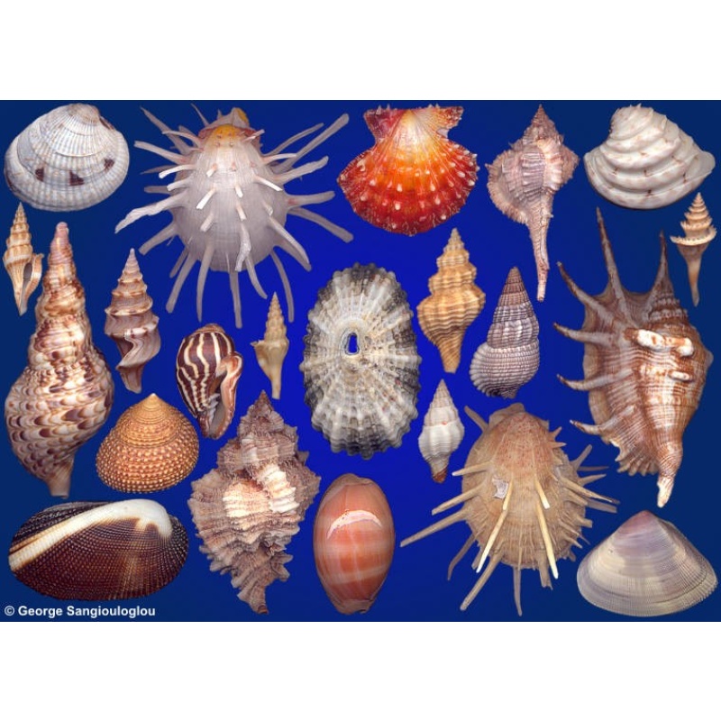 Seashells composition from auction August 2020