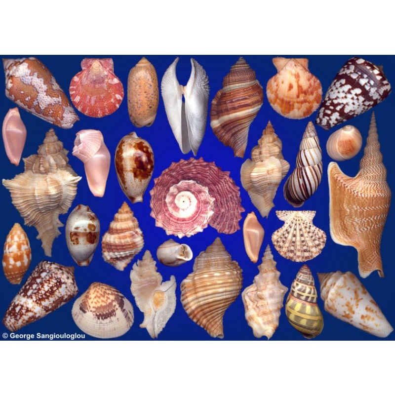 Seashells composition from auction September 2020
