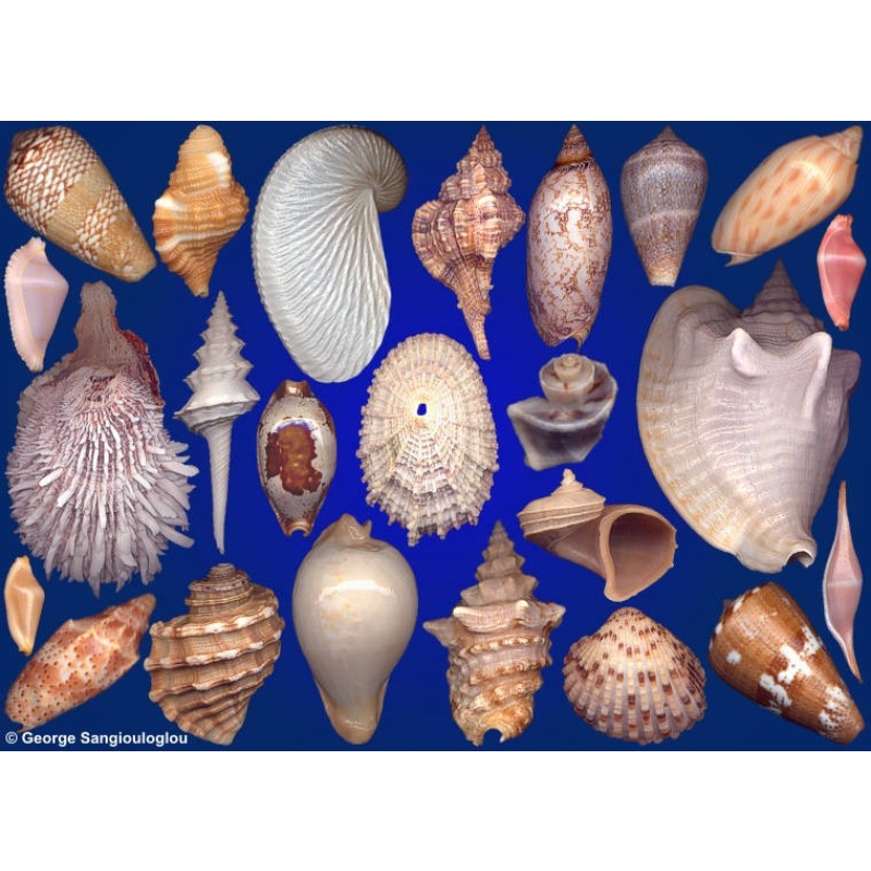 Seashells composition from auction October 2020