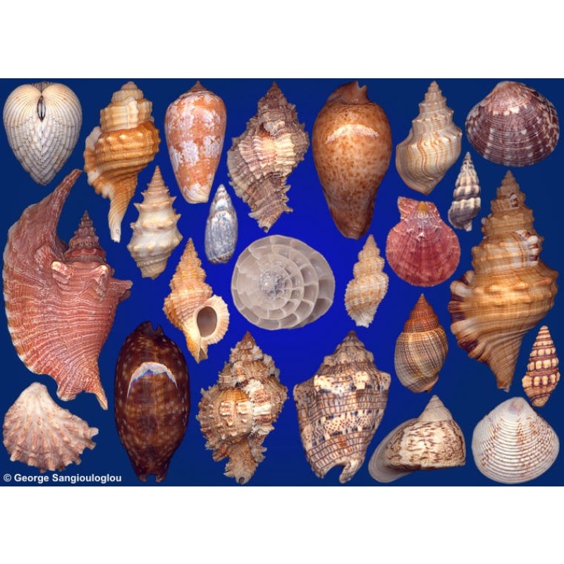 Seashells composition from auction December 2020