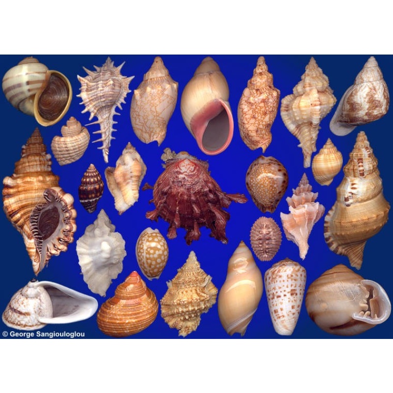 Seashells composition from auction February 2021