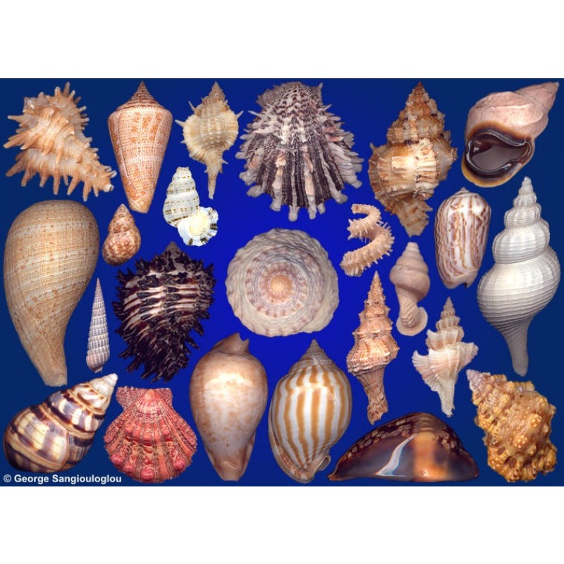 Seashells composition from auction March 2021