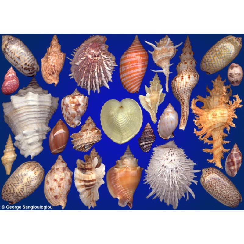 Seashells composition from auction April 2021