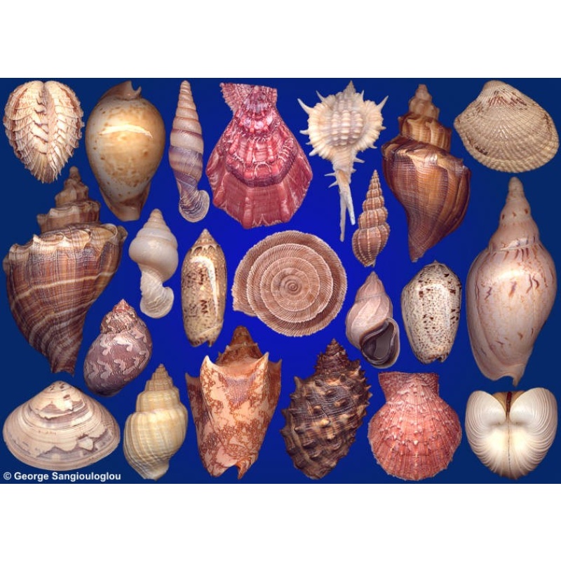 Seashells composition from auction May 2021