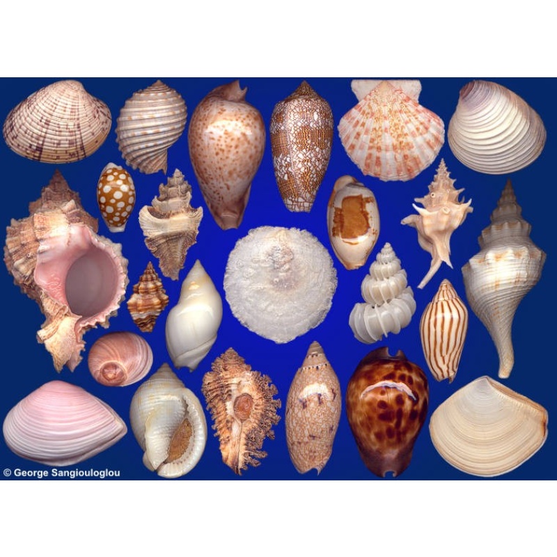 Seashells composition from auction July 2021
