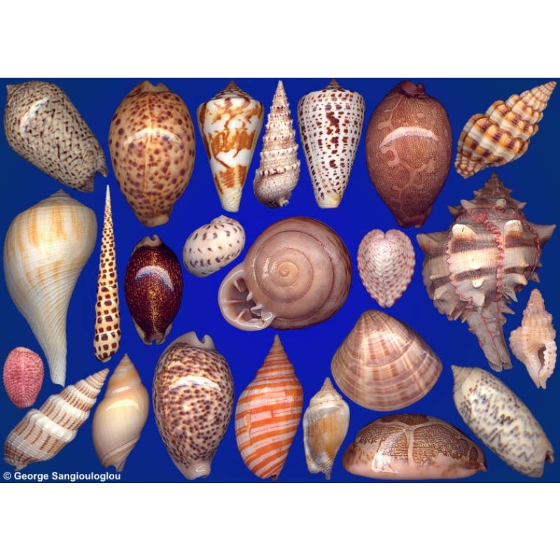 Seashells composition from auction August 2021