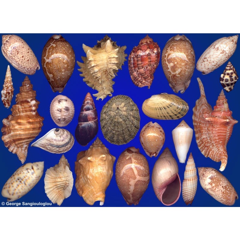 Seashells composition from auction September 2021