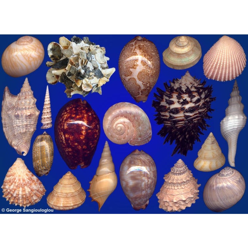 Seashells composition from auction November 2021