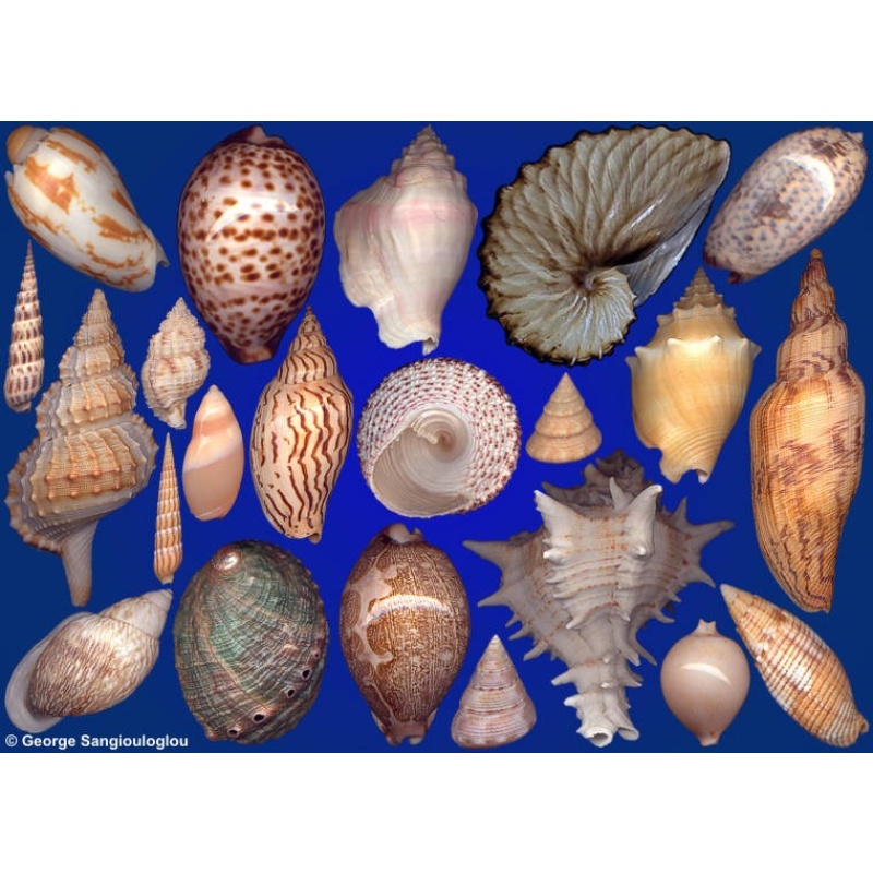 Seashells composition from auction December 2021