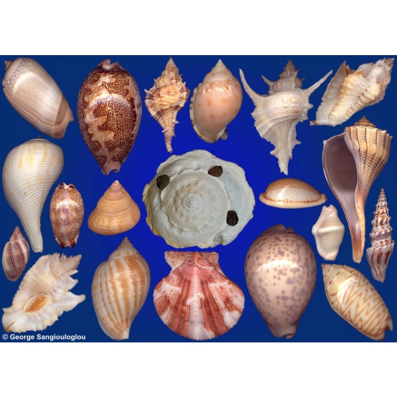 Seashells composition from auction January 2022
