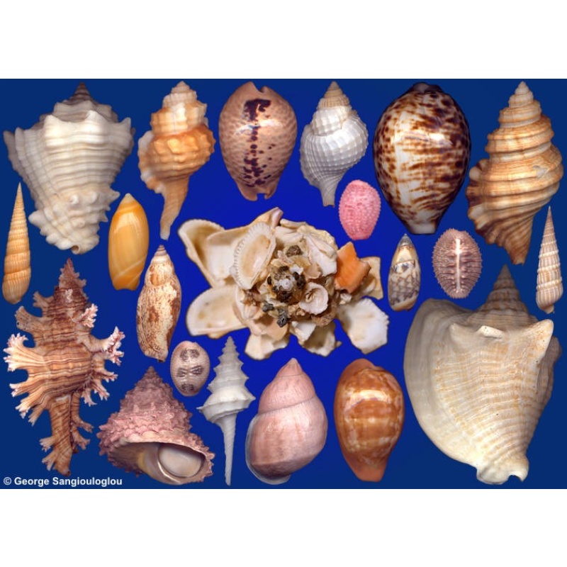 Seashells composition from auction March 2022