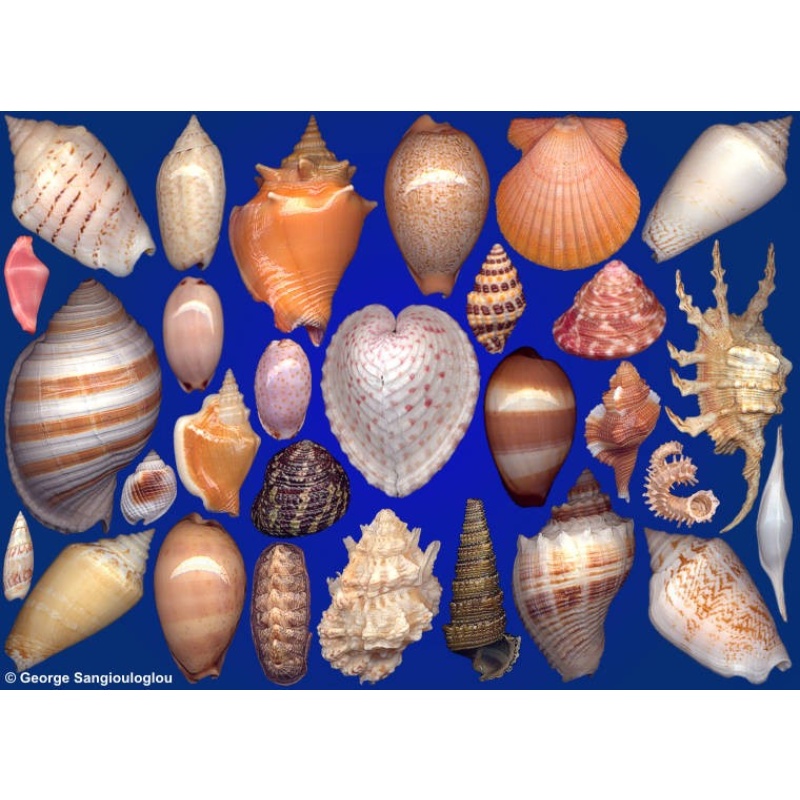 Seashells composition from auction June 2022