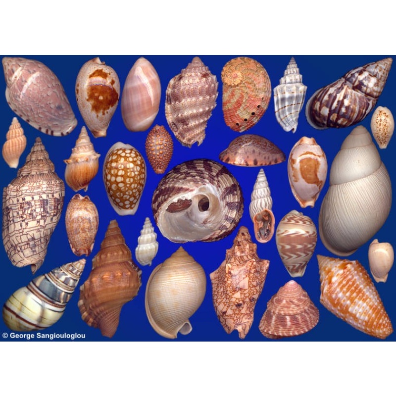 Seashells composition from auction July 2022