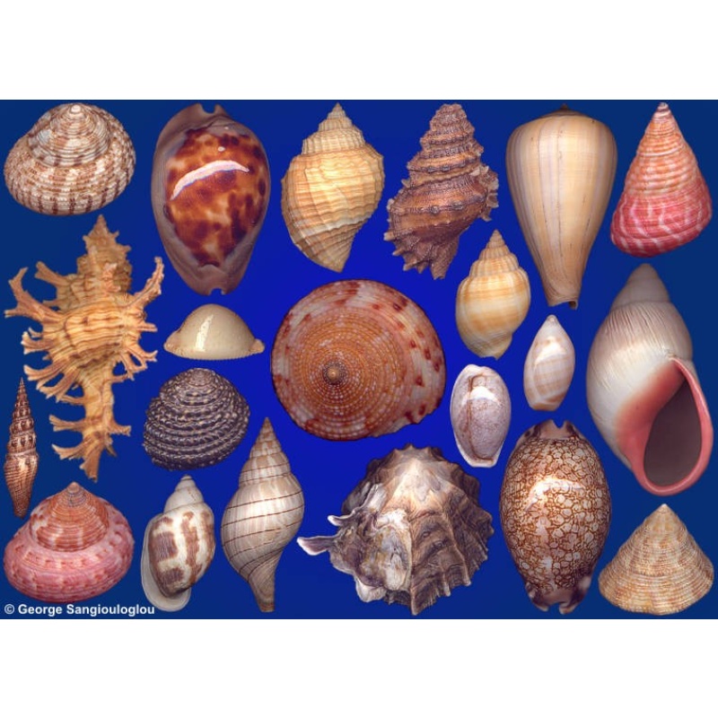 Seashells composition from auction August 2022