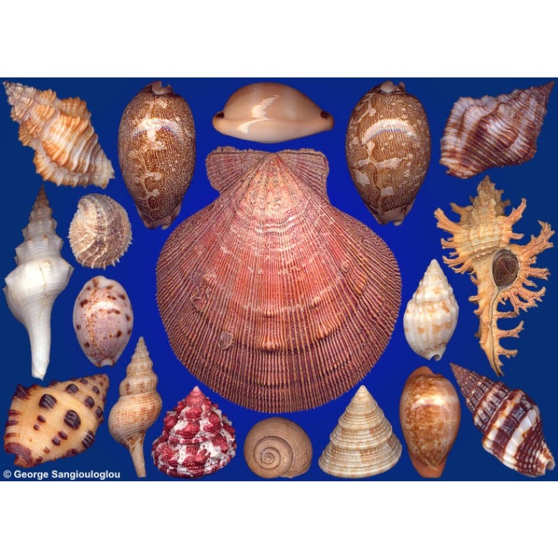 Seashells composition from auction September 2022